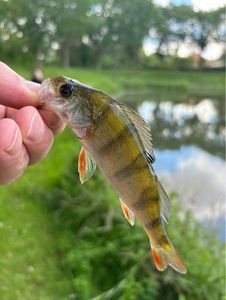 European Perch