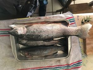 Rainbow Trout