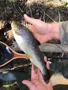 Brown Trout