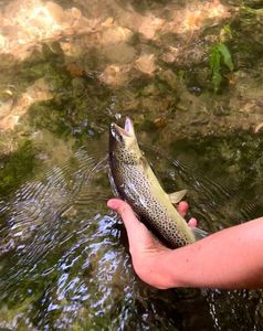 Brown Trout