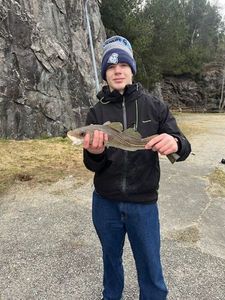 Atlantic Cod (Baltic)