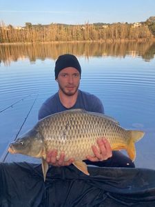 Common Carp