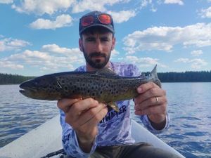Brown Trout
