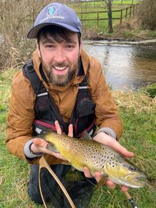 Brown Trout
