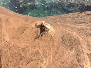 Brown Scorpionfish