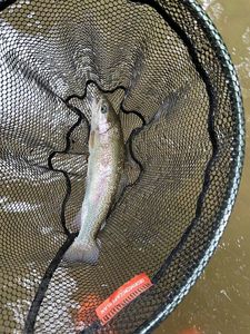 Rainbow Trout