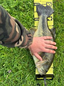 Largemouth Bass