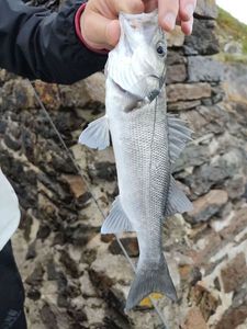 European Bass (Seabass)