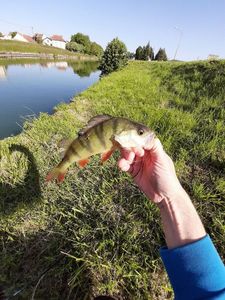 European Perch