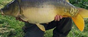 Mirror Carp