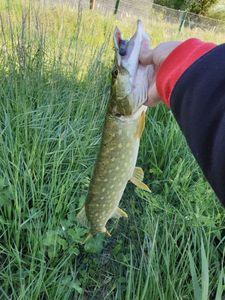 Northern Pike