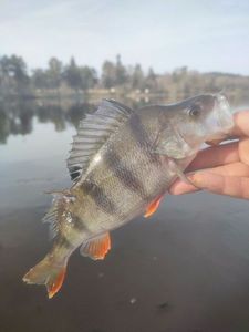 European Perch