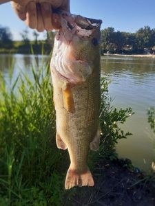 Largemouth Bass