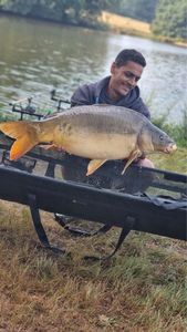 Mirror Carp