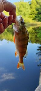 European Perch