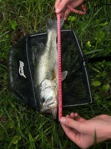 Largemouth Bass