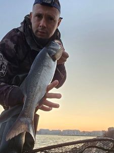 European Bass (Seabass)