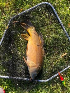 Leather Carp