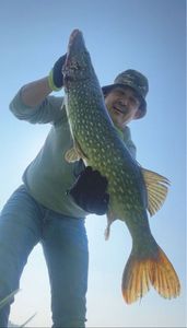 Northern Pike