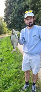 Common Bream