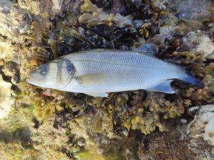 European Bass (Seabass)