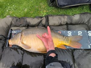 Mirror Carp