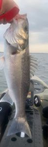 European Bass (Seabass)