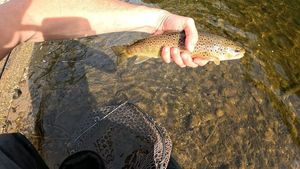 Brown Trout