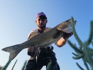 European Bass (Seabass)