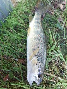 Brown Trout