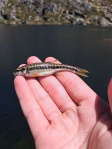 Common Minnow