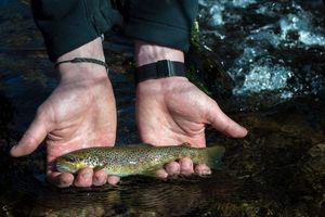 Brown Trout