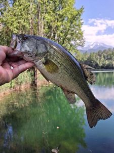 Largemouth Bass