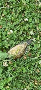 Rock Bass