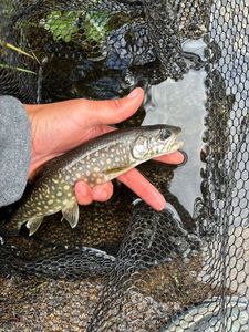Lake Trout