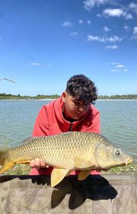 Common Carp