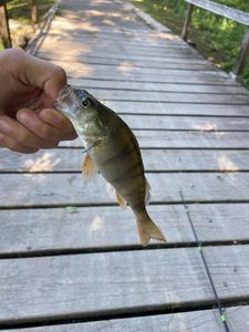 European Perch
