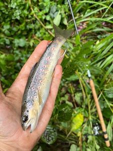 Brown Trout