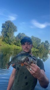 European Perch