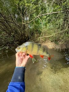 European Perch