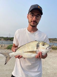 Gilthead Seabream