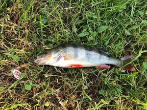 European Perch