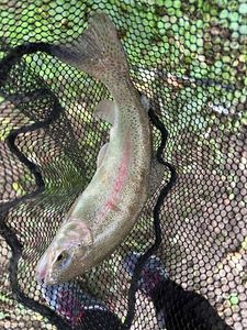 Rainbow Trout