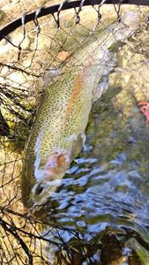 Rainbow Trout