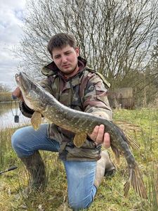 Northern Pike