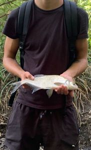 Common Bream