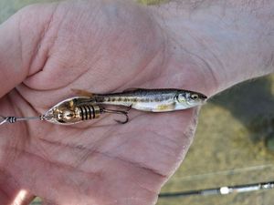 Common Minnow