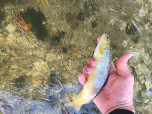Brown Trout