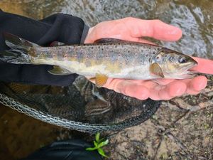 Brown Trout