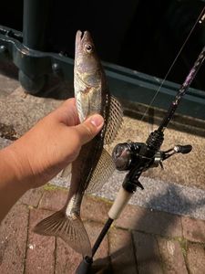 Zander
